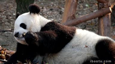 熊猫成都巨大的濒临灭绝